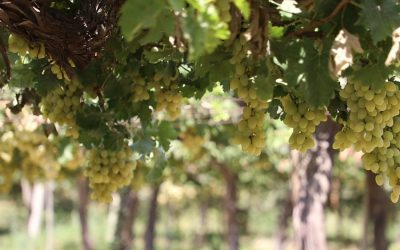 تشکیل اتحادیه انگورکاران نقده