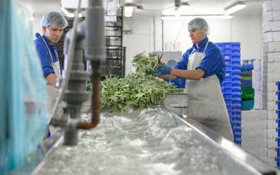 رایزنی با 6 شرکت داروسازی آذربایجان‌غربی برای تولید گیاهان دارویی مورد نیاز